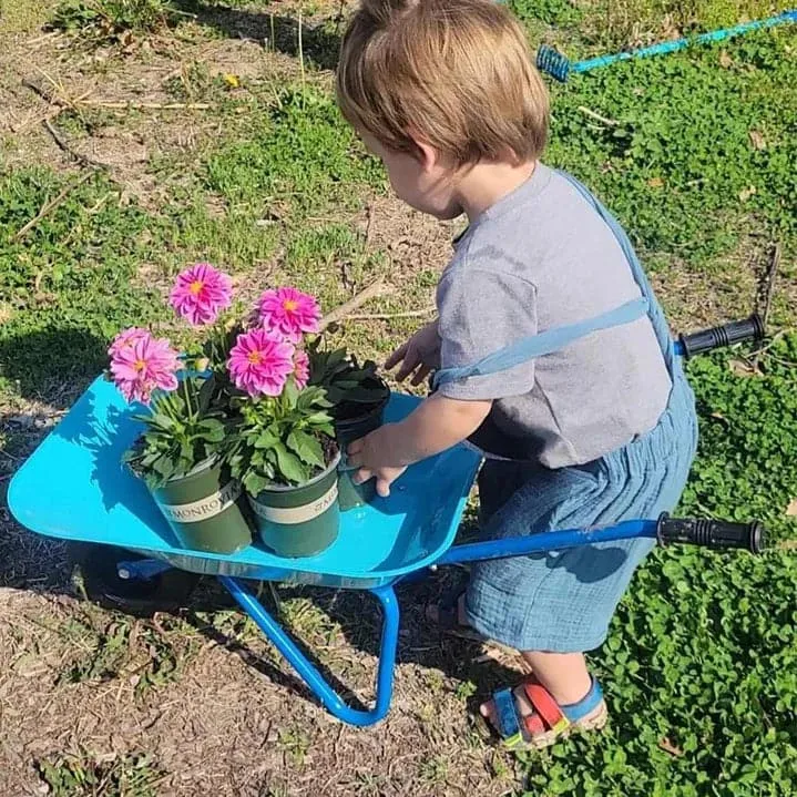 Blue Dinosaur Kids Gardening Set|Complete Metal Wheelbarrow & Tool Kids Gardening Kit Age 3 