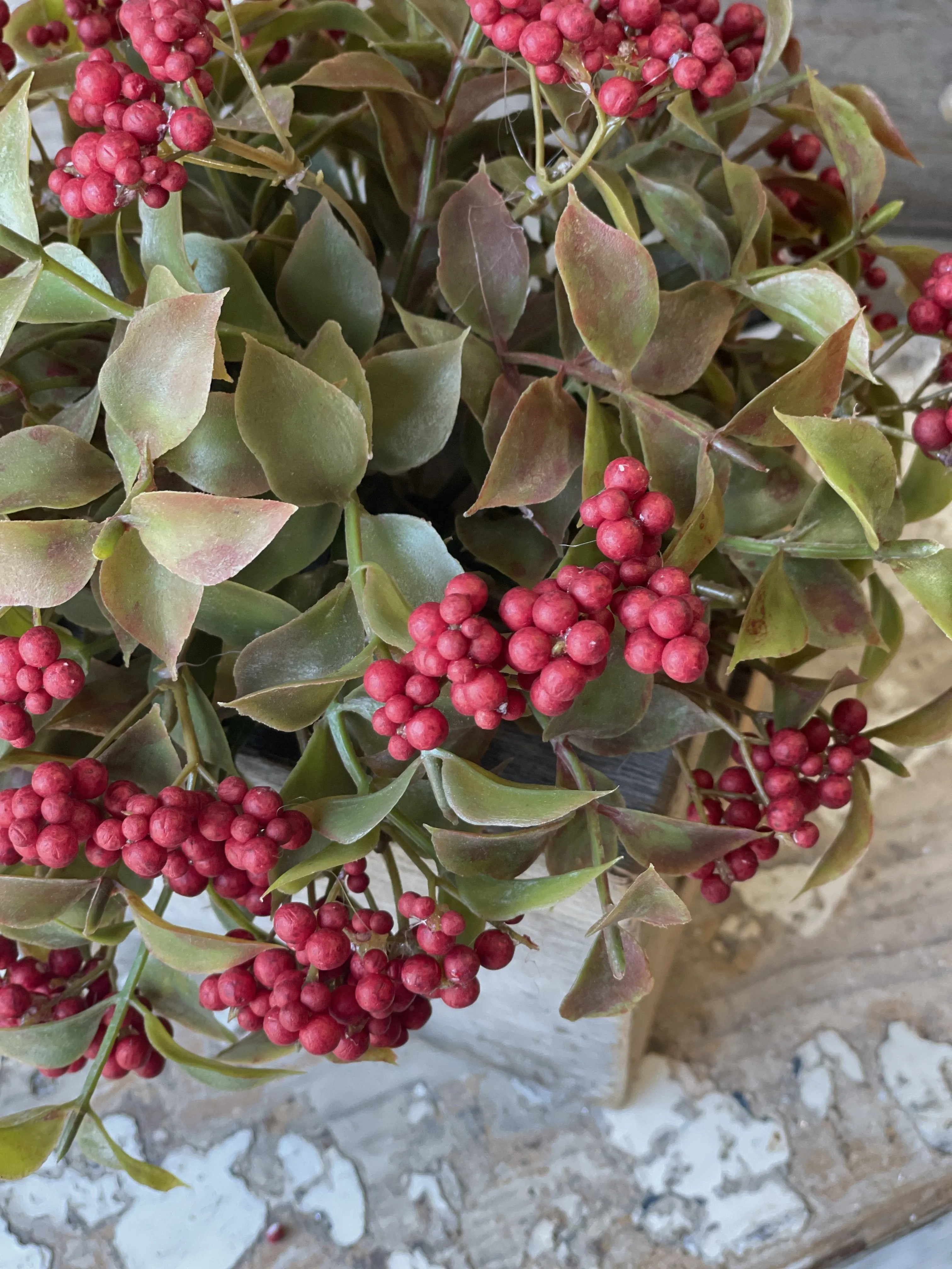lindley berry bush