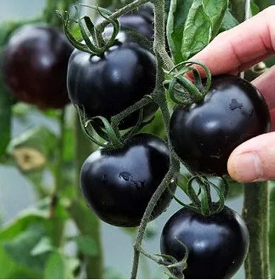 Mini Tomato Plant -m200 seeds
