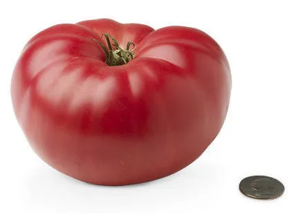 Mini Tomato Plant -m200 seeds