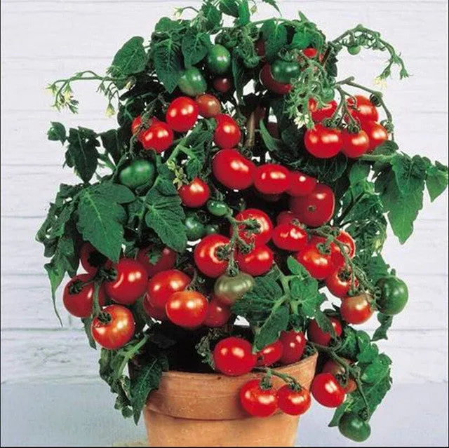Mini Tomato Plant -m200 seeds