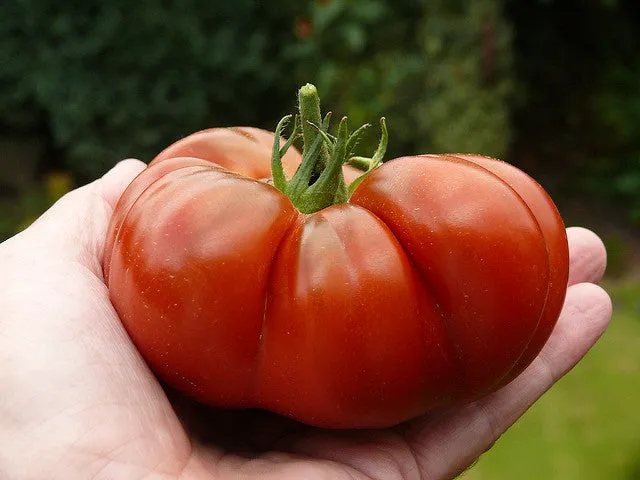 Mini Tomato Plant -m200 seeds