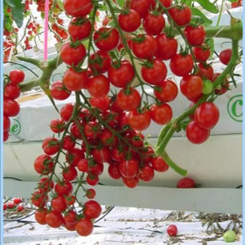 Mini Tomato Plant -m200 seeds