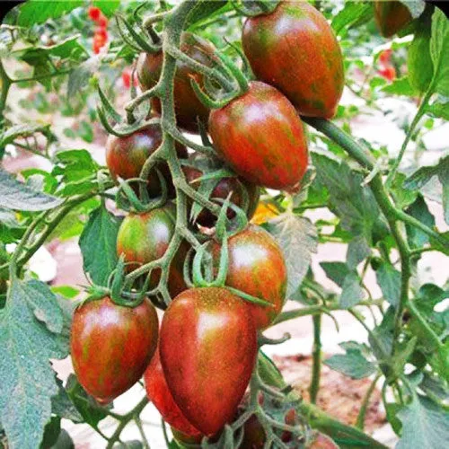 Mini Tomato Plant -m200 seeds