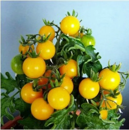 Mini Tomato Plant -m200 seeds