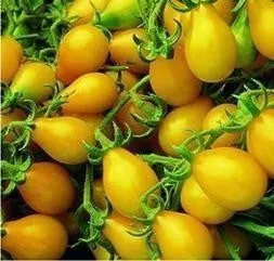 Mini Tomato Plant -m200 seeds