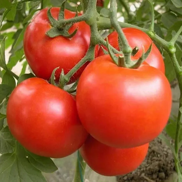 Mini Tomato Plant -m200 seeds