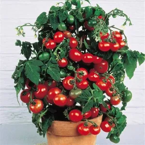 Mini Tomato Plant -m200 seeds