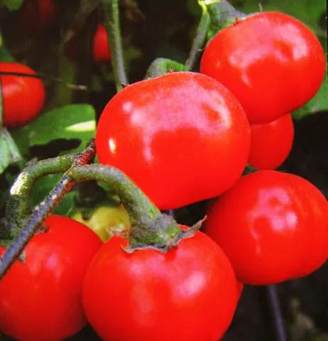 Mini Tomato Plant -m200 seeds